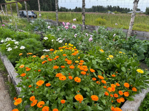 Flowers in August 2024